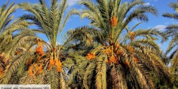 Les signes d’une belle saison de la filière phoenicicole