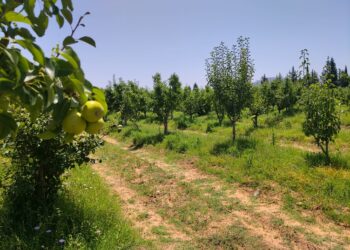 L’Apia en quête de partenaires pour sa transformation numérique