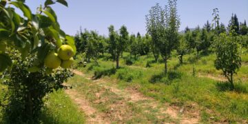 L’Apia en quête de partenaires pour sa transformation numérique