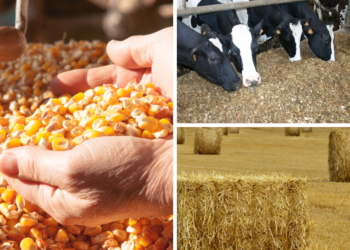 Réduction des taxes douanières à 0% sur les aliments pour animaux