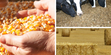 Réduction des taxes douanières à 0% sur les aliments pour animaux