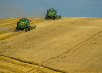 Tunisie: baisse des prix des blés dur et tendre européens