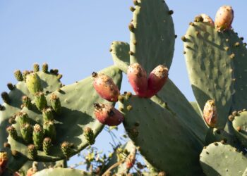 Exportations: la figue de Barbarie a trouvé son eldorado en Tunisie