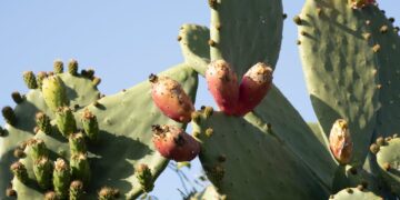 Exportations: la figue de Barbarie a trouvé son eldorado en Tunisie