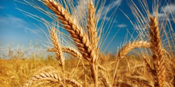 Baisse du prix moyen du blé dur européen: favorable pour la Tunisie?