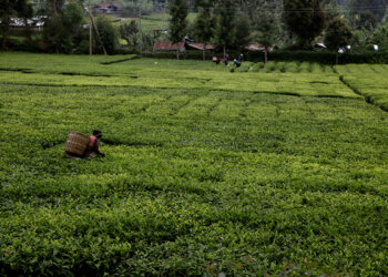 Du troc entre l’Égypte et le Kenya, deux pays en manque de dollars