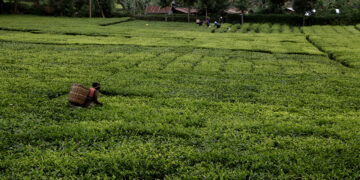 Du troc entre l’Égypte et le Kenya, deux pays en manque de dollars