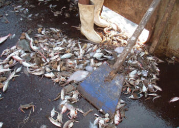 Campagne de sensibilisation en Tunisie pour valoriser les déchets de pêche