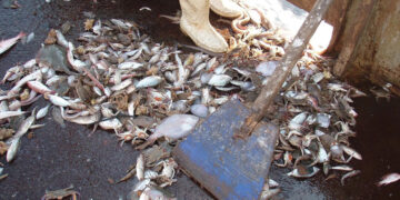 Campagne de sensibilisation en Tunisie pour valoriser les déchets de pêche