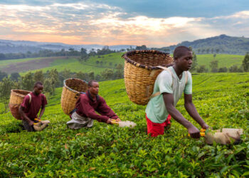 “Food for Nations”: une plateforme numérique pour stimuler le commerce agricole  entre  Nigeria et  la France