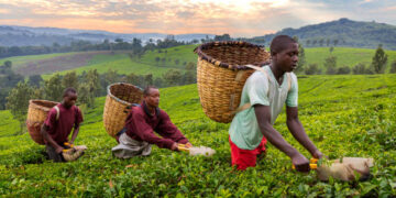 “Food for Nations”: une plateforme numérique pour stimuler le commerce agricole  entre  Nigeria et  la France