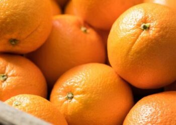 La Tunisie prévoit une hausse de 25% de sa production d’agrumes en 2023/2024