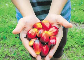 L’effet d’El Niño de 2023 sur les prix alimentaires sera observé en 2024