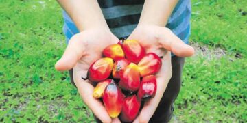 L’effet d’El Niño de 2023 sur les prix alimentaires sera observé en 2024