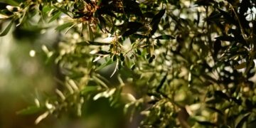 Les oléiculteurs tunisiens sont invités à candidater au Concours international d’huile d’olive à Amsterdam