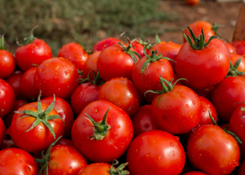 Alerte tomate au Maroc: un nuage sombre plane sur la récolte à venir