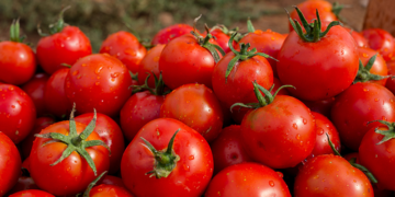 Alerte tomate au Maroc: un nuage sombre plane sur la récolte à venir