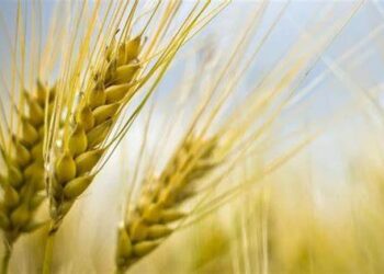 Égypte: exportation inédite de 400 tonnes de graines de blé vers le Sénégal, Oman et les Émirats arabes unis