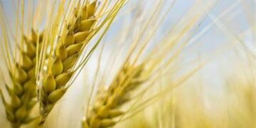 Égypte: exportation inédite de 400 tonnes de graines de blé vers le Sénégal, Oman et les Émirats arabes unis