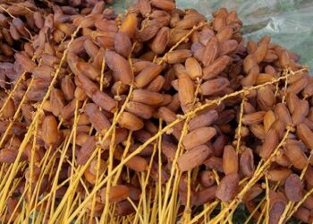 Tunisie: les exportations de dattes atteignent 387 Mtnd en janvier.