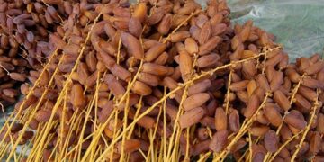 Tunisie: les exportations de dattes atteignent 387 Mtnd en janvier.