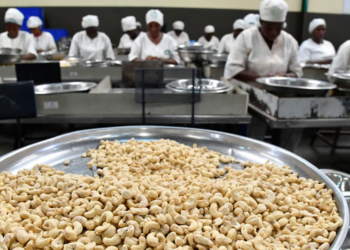 La Côte d’Ivoire, leader mondial de l’exportation de noix de cajou, inaugure une usine avec une capacité de 50 000 tonnes d’ici 2027