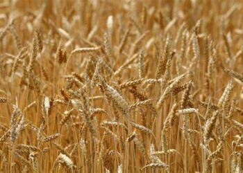 Céréales: 940 mille hectares emblavés jusqu’à janvier