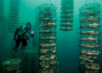 Aquaculture: appel aux jeunes entrepreneurs tunisiens et arabes!
