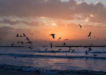 Eau: quelles prévisions pour la Tunisie à l’horizon 2030-50?