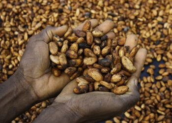 La folie des prix du cacao