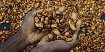 La folie des prix du cacao