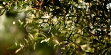 La liste des meilleurs producteurs Tunisiens dévoilée