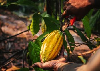 Une Bourse des matières premières en Côte d’Ivoire dès 2024