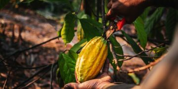 Une Bourse des matières premières en Côte d’Ivoire dès 2024