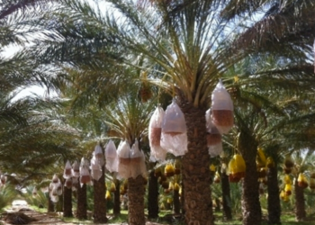 Appel à candidatures de l’USDA: 35 millions de $ pour booster le secteur des dattes en Tunisie