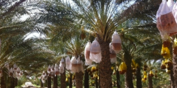 Appel à candidatures de l’USDA: 35 millions de $ pour booster le secteur des dattes en Tunisie