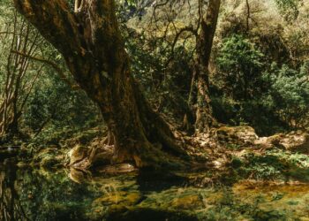 Présentation projet Biodev 2030