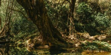 Présentation projet Biodev 2030