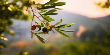 59 médailles d’or pour l’huile d’olive tunisienne à Abu Dhabi