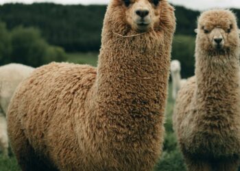 Découvrez le nouveau champion des plus beaux pays: ce n’est ni l’Italie, ni la France, ni la Suisse