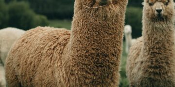 Découvrez le nouveau champion des plus beaux pays: ce n’est ni l’Italie, ni la France, ni la Suisse