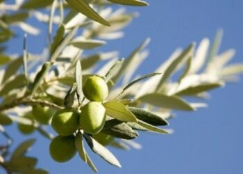 traitements contre ravageurs olivier achevés Médenine Sfax Gabès