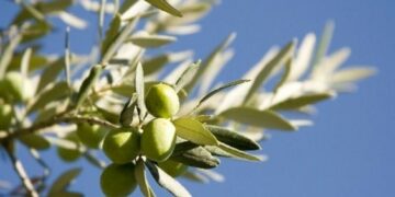 traitements contre ravageurs olivier achevés Médenine Sfax Gabès