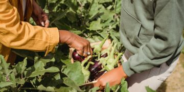 PNUD appel femmes éco entrepreneures Tunisie