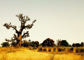 Sénégal: construction d’une nouvelle  zone économique spéciale