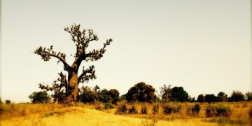 Sénégal: construction d’une nouvelle  zone économique spéciale