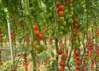 Gabès: bilan des primeurs géothermiques