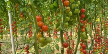 Gabès: bilan des primeurs géothermiques