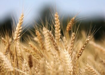 BTS: mise en place d’une ligne de crédit pour les céréaliers