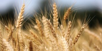 BTS: mise en place d’une ligne de crédit pour les céréaliers